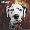 Dalmatian Calendar